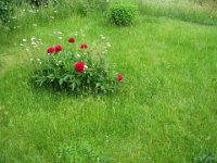 juni2007 083